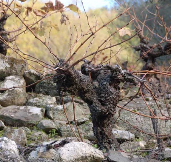 bodega-ribeira-sacra-pincelo-pano