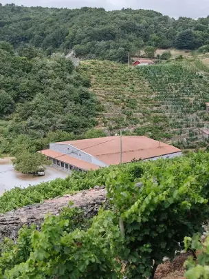 bodegas-ribeira-sacra-amedo