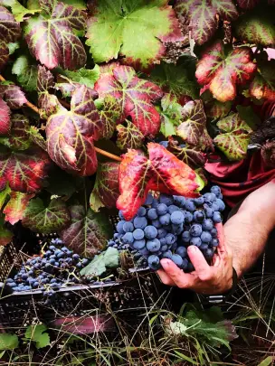 bodegas-ribeira-sacra-donas