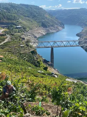 bodegas-ribeira-sacra-moreira