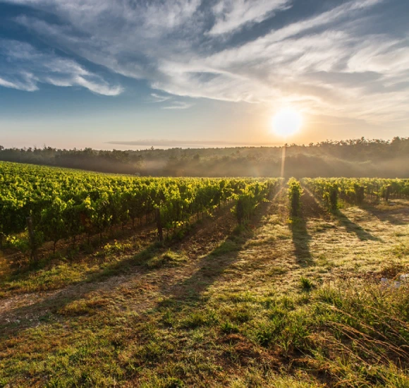 bodegas-cañones-del-sil-cachin-pano