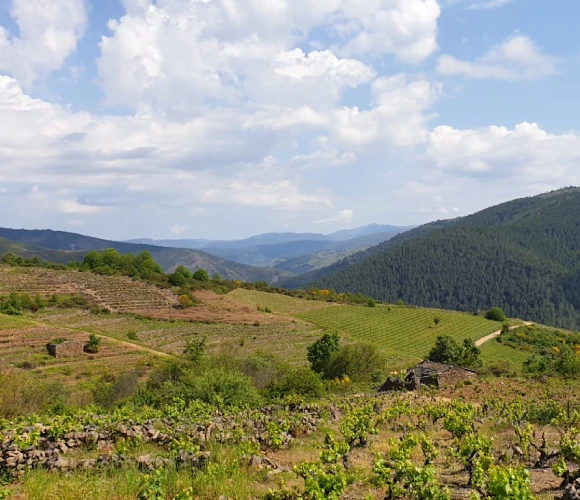 ribeira-sacra-vino-pano-corga