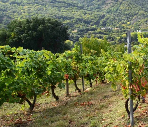 ribeira-sacra-vino-pano-edv