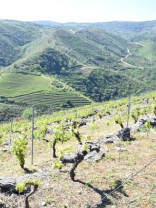 ribeira-sacra-vino-chao