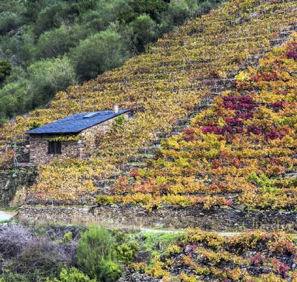 bodegas-cañones-del-sil-terrabrava